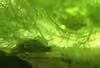 Elassoma okatie