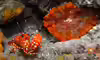 Enoplometopus antillensis
