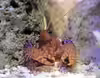 Enoplometopus daumi