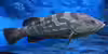 Epinephelus bruneus