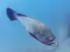 Epinephelus marginatus