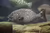 Epinephelus multinotatus