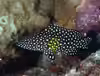 Epinephelus ongus