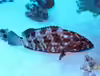 Epinephelus tauvina