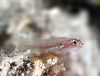 Eviota prasites