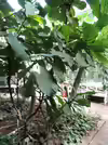 Ficus lyrata