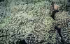 Fimbriaphyllia paradivisa