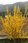 Forsythia viridissima
