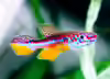 Fundulopanchax avichang