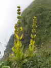 Gentiana lutea