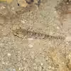 Gobius geniporus