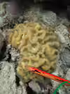 Goniastrea australensis