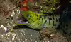 Gymnothorax fimbriatus