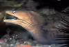 Gymnothorax nubilus