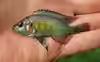 Haplochromis stappersii