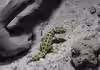 Hemidactylus imbricatus