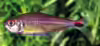 Hemigrammus rubrostriatus