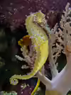 Hippocampus barbouri
