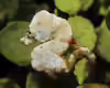 Hippocampus colemani