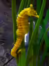 Hippocampus comes