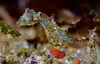 Hippocampus japapigu