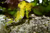 Hippocampus reidi