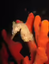 Hippocampus whitei