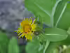 Inula helenium