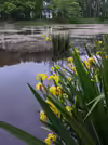 Iris pseudacorus