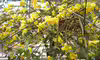 Jasminum mesnyi