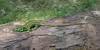 Lacerta agilis