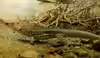 Leiocephalus schreibersi