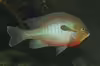 Lepomis auritus