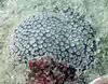 Leptastrea inaequalis