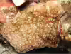 Leptoseris hawaiiensis