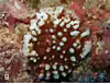 Leptoseris kalayaanensis