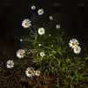 Leucanthemum ircutianum