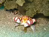 Lissocarcinus laevis