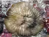 Lithophyllon ranjithi