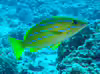 Lutjanus kasmira