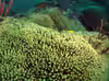 Madracis auretenra