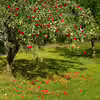 Malus domestica