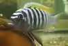 Maylandia pyrsonotos