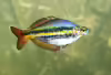 Melanotaenia solata