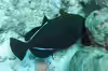 Melichthys indicus