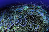 Montipora aequituberculata