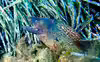 Muraena helena