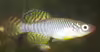 Nothobranchius korthausae