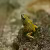 Oophaga histrionica