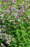 Origanum vulgare